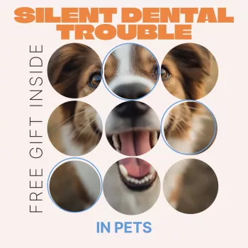 Hidden Pet Dental Disease: Signs, Checks & Vet Timing